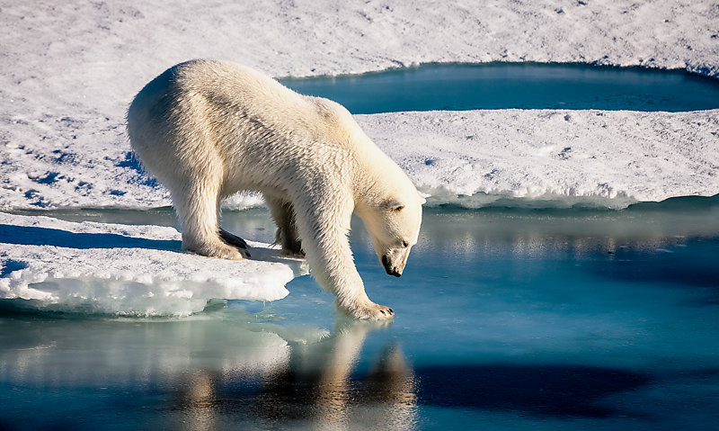 A polar bear touching the sea surface. 