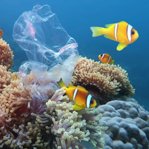 Beautiful coral reef with sea anemones and clownfish polluted with plastic bag.