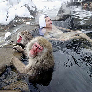 A man relaxes alongside Japanese macaque monkeys in the hot springs at Jigokudani-Onsen, Japan.