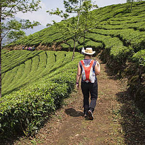 Rear view of a hiker walking through the tea plantations in the Letchi Hills in Munnar, India.
