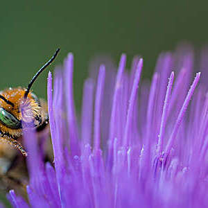 Close-up photography of a bee with pollen on the flower of a thistle.